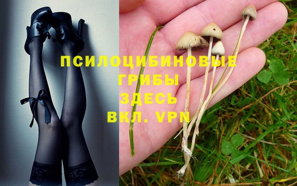 прущие грибы Аркадак